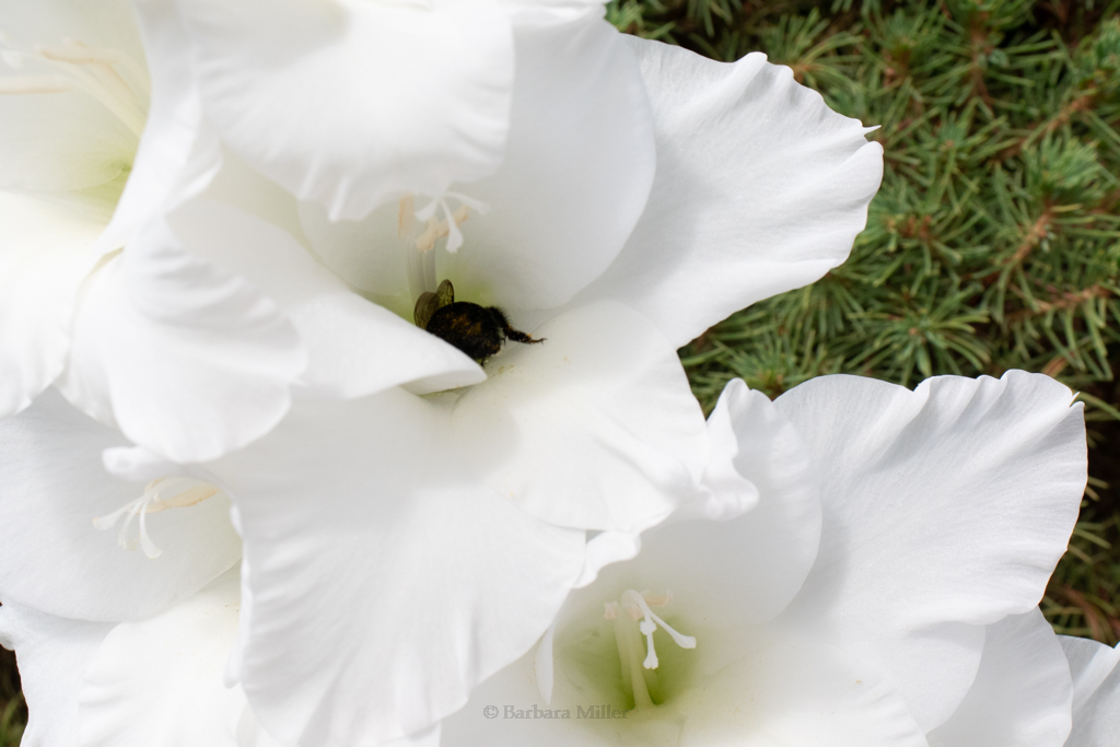 white gladiolus with a bee inside