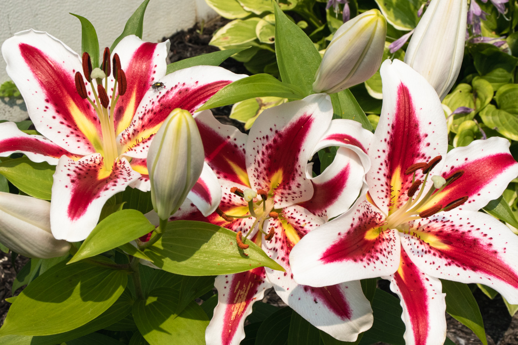 three solution lilies in bloom with three unopened buds