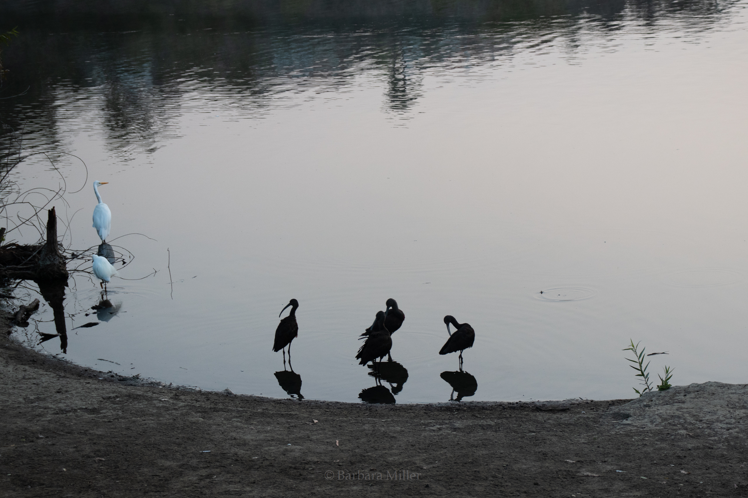 shadowy birds at the edge of a lake