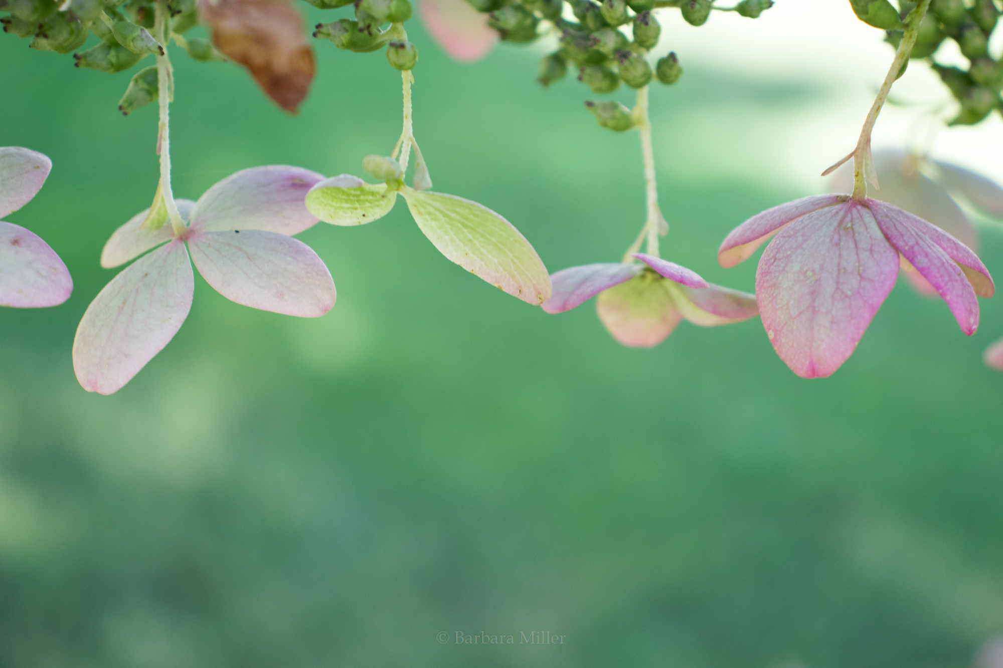 close up of hydrangea petals in front of an unfocused green background