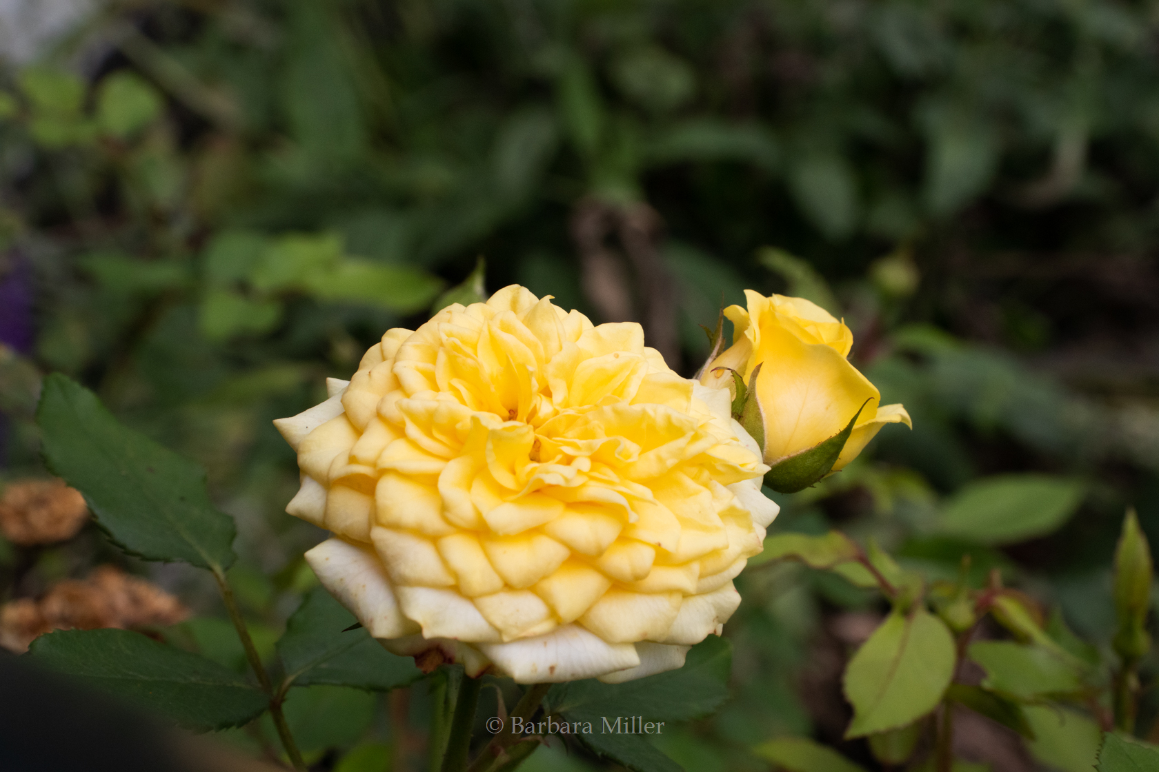 Close up of a miniature yellow rose with a green background.