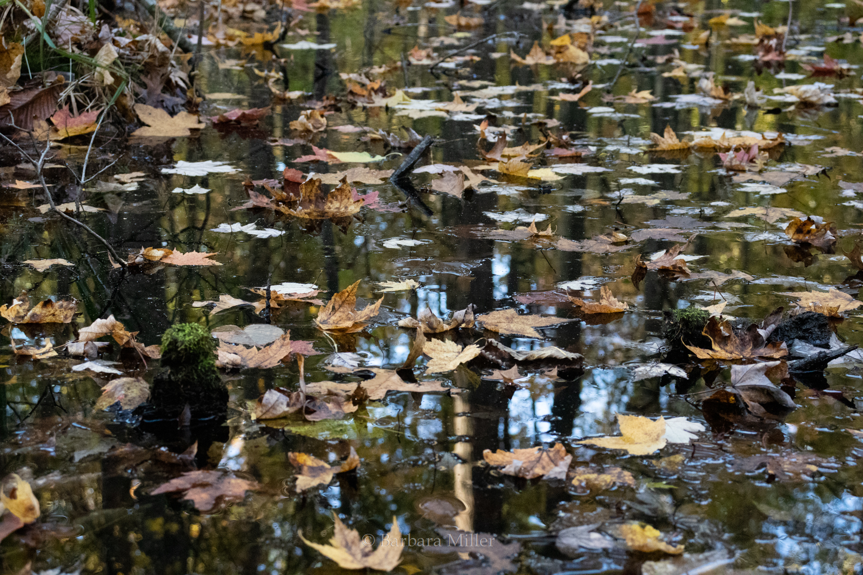 Leaves floating on water with trees showing in the reflection