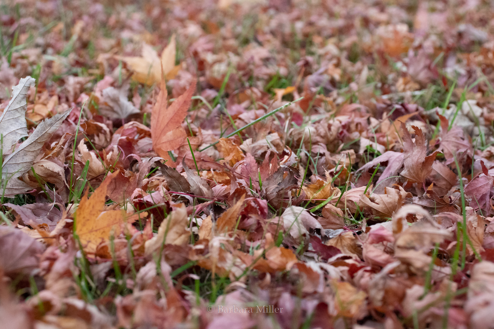 Japanese maple leaves on a green lawn.