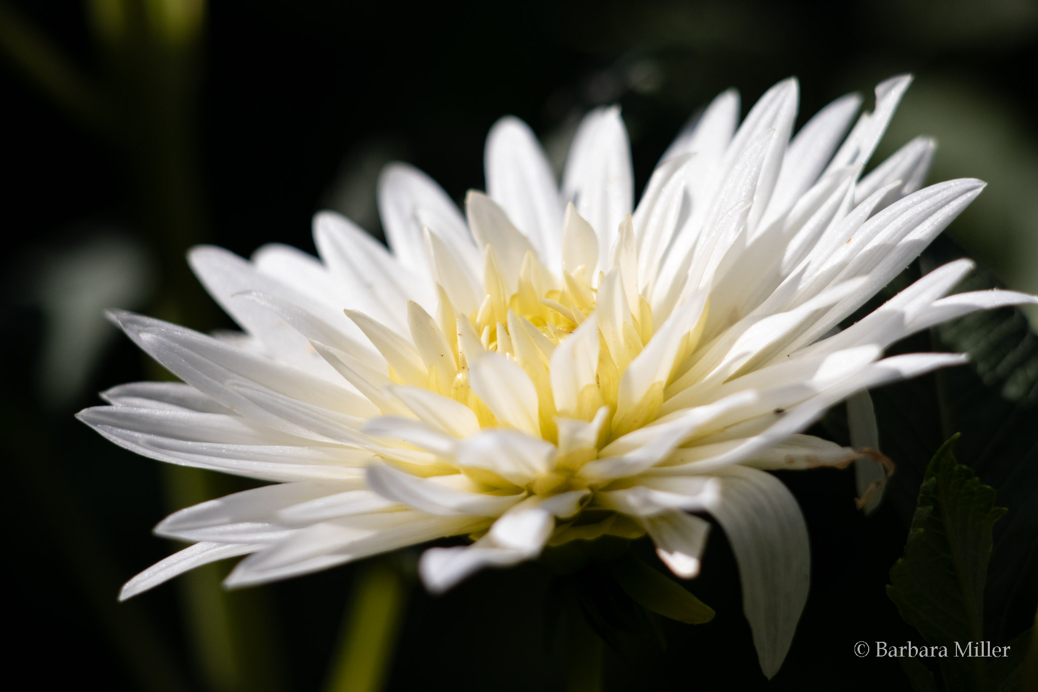 My Love dahlia, a white flower with yellow tones near the center, against a dark background.